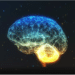 brain 1